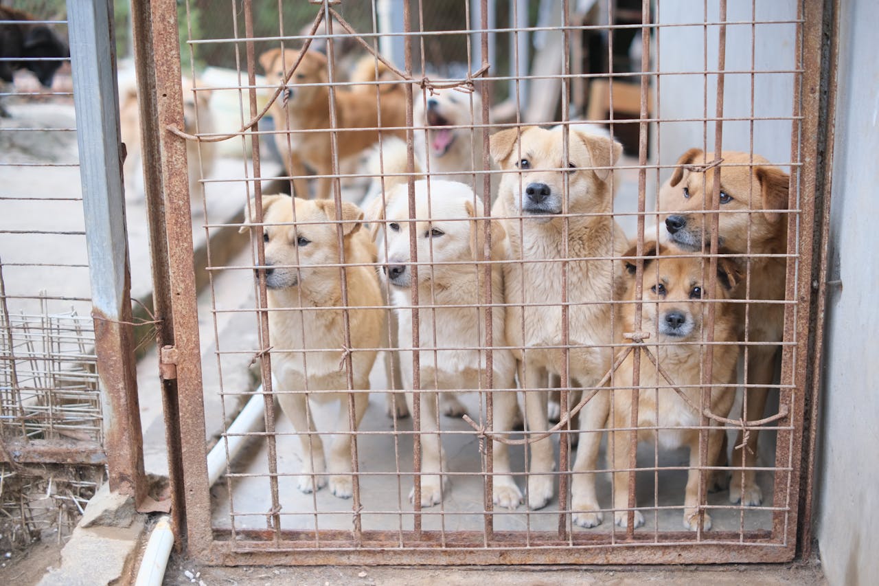 Multiple dogs in a shelter cage, highlighting the need for adoption and animal care.