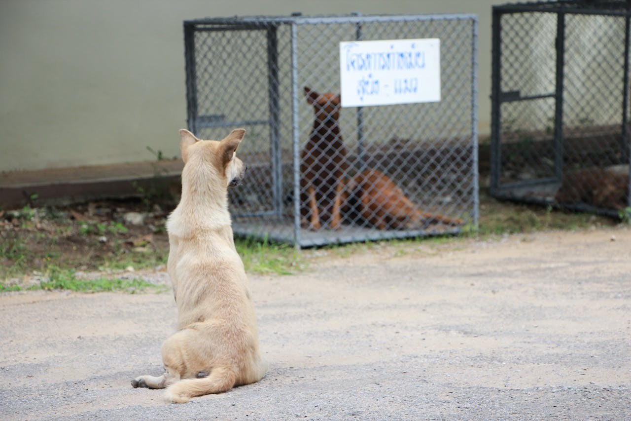 A dog sits outside a cage at an animal shelter, watching other dogs inside, evoking a sense of longing.