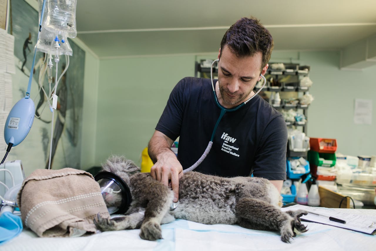 Veterinarian examines a koala in a clinic in Australia.