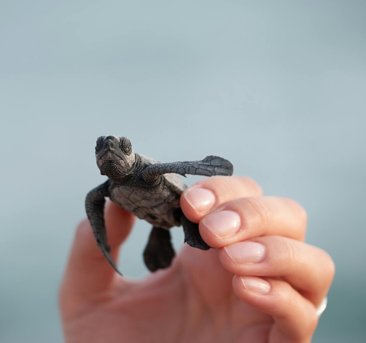 A close-up of a hand holding a tiny baby sea turtle against a blurred background.