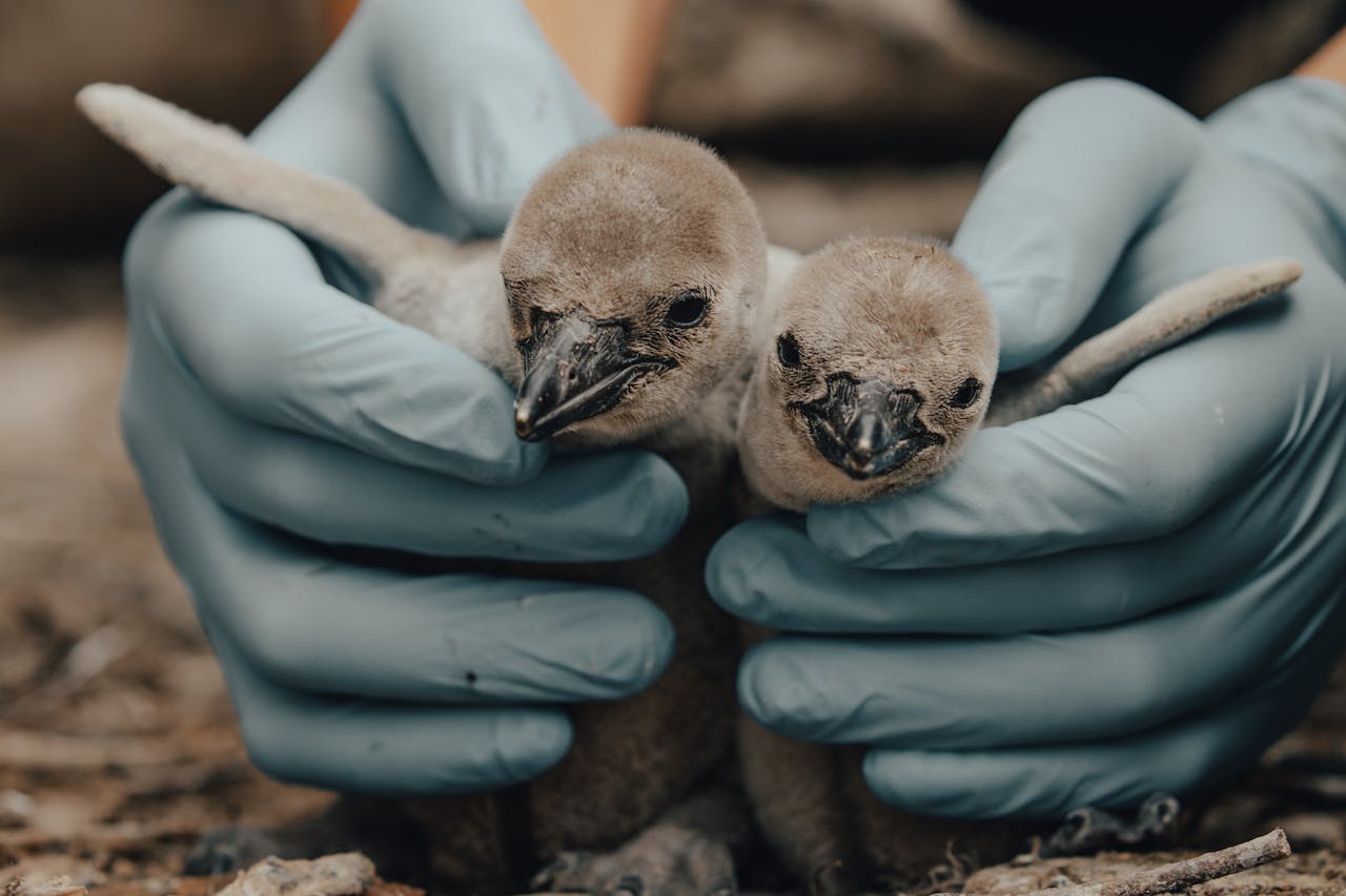 Gloved hands carefully holding two adorable baby penguins, showcasing care and wildlife interaction.